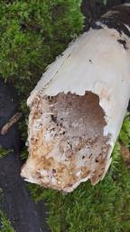 Onygena equina