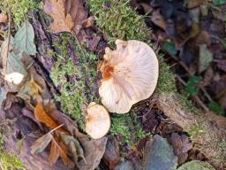 Sarcomyxa serotina