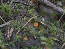 Octospora humosa