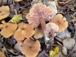 Laccaria proxima