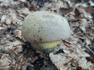 Caloboletus radicans