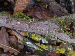 Vuilleminia comedens