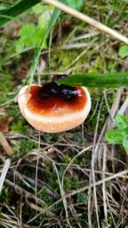 Ganoderma valesiacum