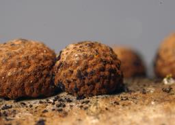 Hypoxylon howeanum