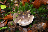 Tricholoma portentosum