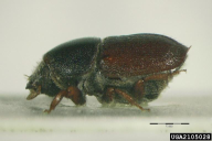 Scolytus intricatus