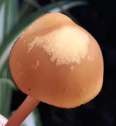 Lactocollybia cycadicola