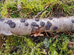 Hypoxylon fuscum