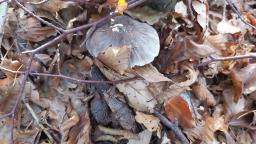 Tricholoma sciodes