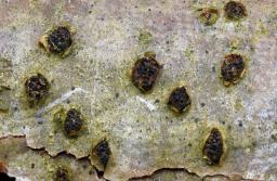 Sillia ferruginea