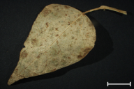 Uromyces appendiculatus