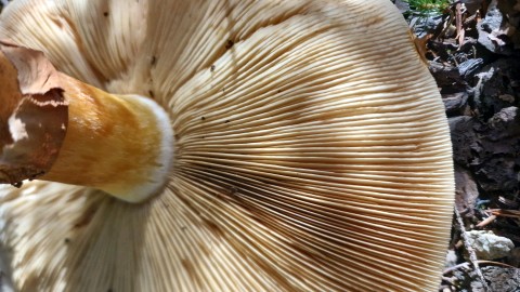 Phaeolepiota aurea