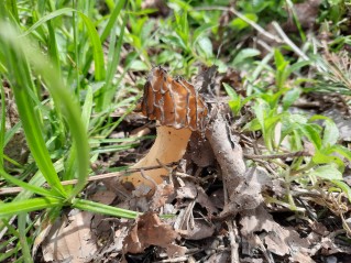 Morchella semilibera