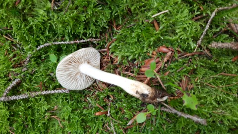 Tricholoma inamoenum