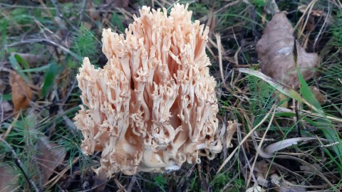 Ramaria formosa