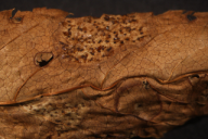 Ochropsora ariae