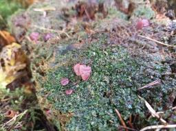 Ascocoryne sarcoides