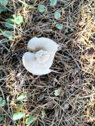 Rhodocollybia butyracea