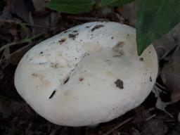 Lactifluus piperatus