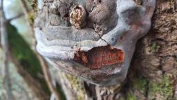 Phellinus tremulae