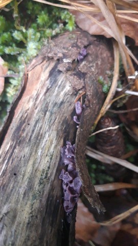 Ascocoryne sarcoides
