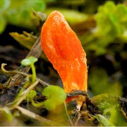 Cordyceps militaris