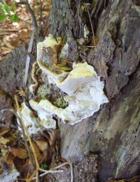 Heterobasidion abietinum