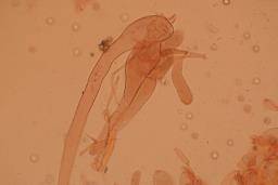 Pluteus plautus