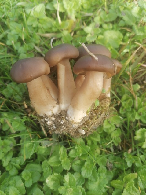 Lyophyllum loricatum