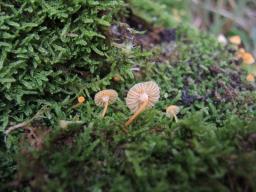 Rickenella mellea