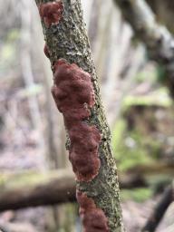 Hypoxylon ticinense