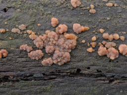 Cerinomyces aeneus