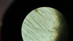 Pachyella violaceonigra