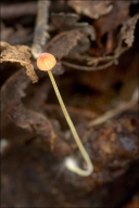 Pruinomycena acicula