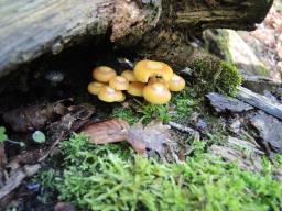 Kuehneromyces mutabilis