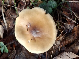 Melanoleuca cognata