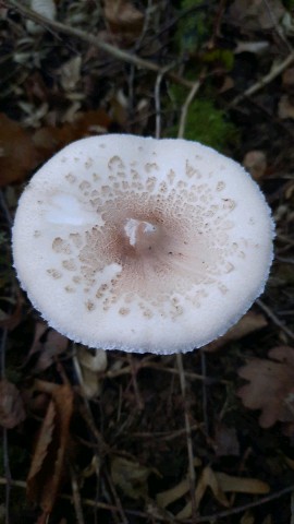 Macrolepiota mastoidea