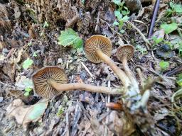 Callistosporium luteo-olivaceum