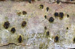 Sillia ferruginea
