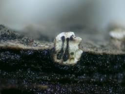Cytospora nivea