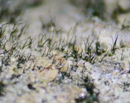 Helminthosporium juglandinum