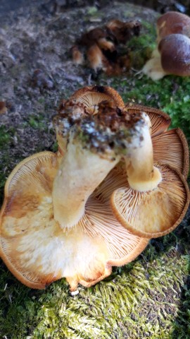 Tricholomopsis flammula