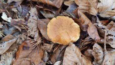 Hydnum rufescens
