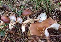 Rhodocollybia prolixa