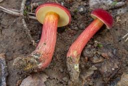 Hortiboletus rubellus