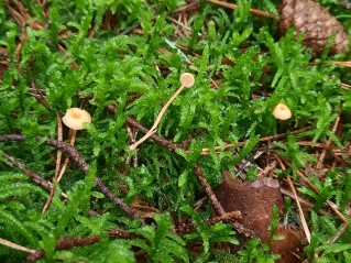 Rickenella fibula