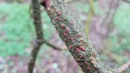 Thyronectria sinopica