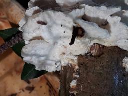 Trametopsis cervina