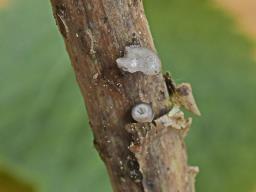 Hohenbuehelia cyphelliformis