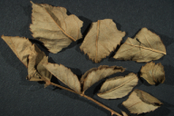 Caeoma miniatum